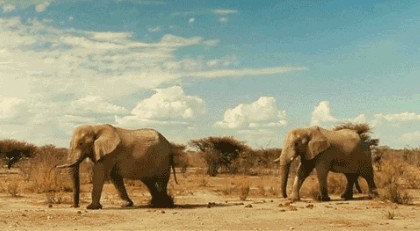 大象叫　动物叫声音芯片
