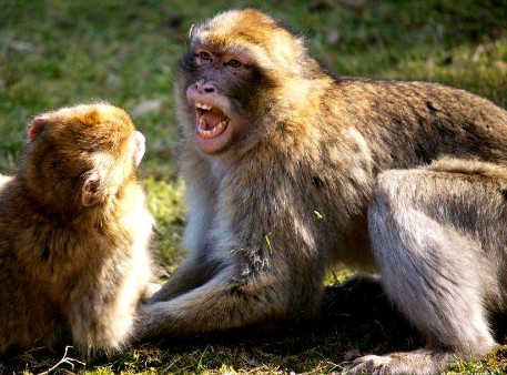 猴子叫　动物叫声音芯片