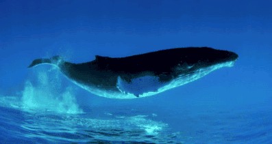 鲸鱼叫动物叫声音芯片