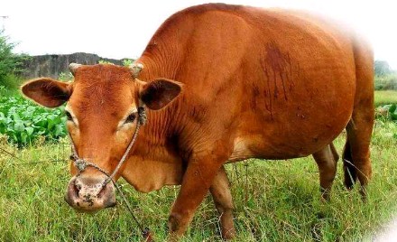 牛叫动物叫声音芯片