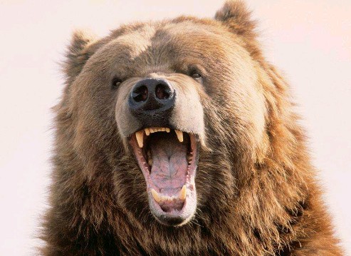 熊叫动物叫声音芯片